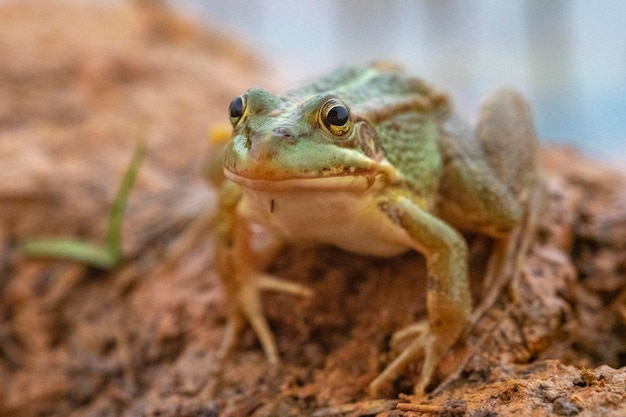 Iberischer grüner Frosch Pelophylax perezi Malaga Spanien