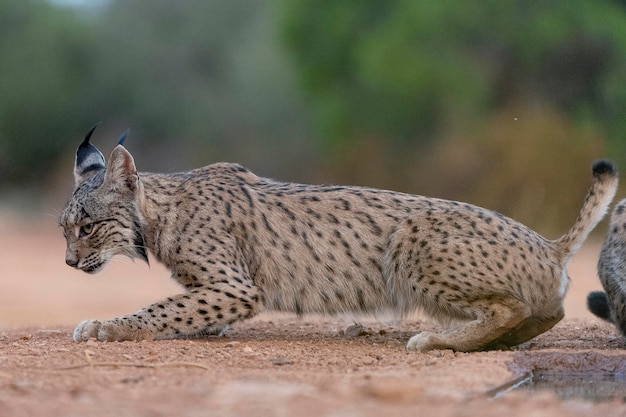 Iberischer Luchs Lynx Pardinus Ciudad Real Spanien