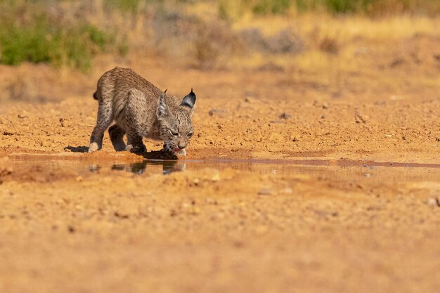 Iberischer Luchs (Lynx Pardinus) Ciudad Real, Spanien