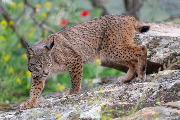 Iberischer Luchs Lynx pardinus Jaen Spanien