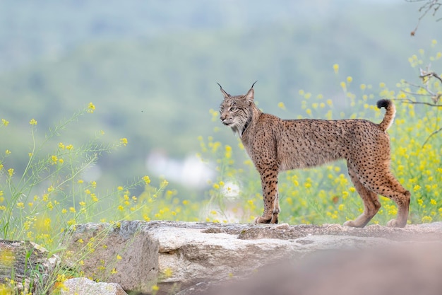 Iberischer Luchs Lynx pardinus Jaen Spanien