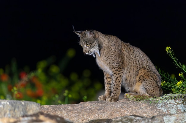 Iberischer Luchs Lynx pardinus Jaen Spanien