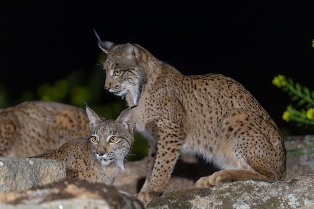 Foto iberischer luchs lynx pardinus jaen spanien