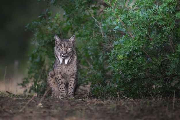 Iberischer Luchs, Lynx pardinus