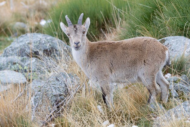 Iberischer Steinbock Capra Pyrenaica Victoriae Avila Spanien