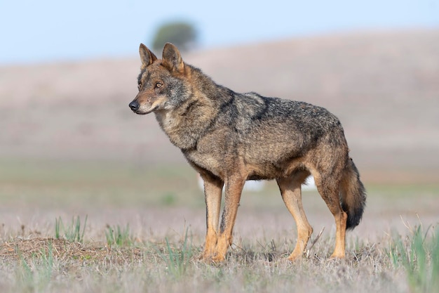 Iberischer Wolf Canis Lupus Signatus Zamora Spanien