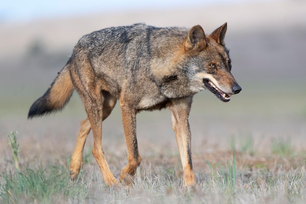 Iberischer Wolf Canis Lupus Signatus Zamora Spanien