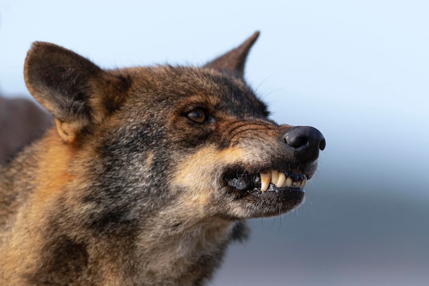 Iberischer Wolf Canis Lupus Signatus Zamora Spanien