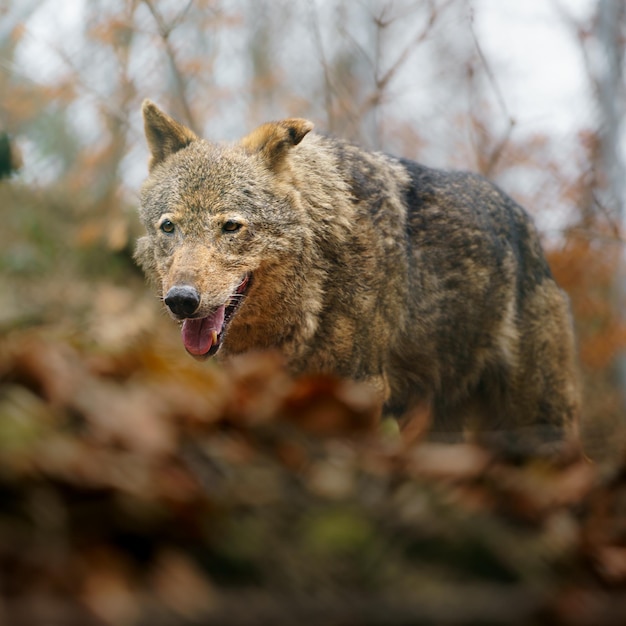 Iberischer Wolf