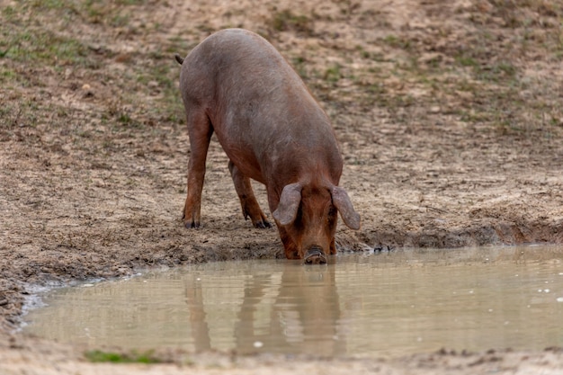 Iberisches Schwein, das weiden lässt