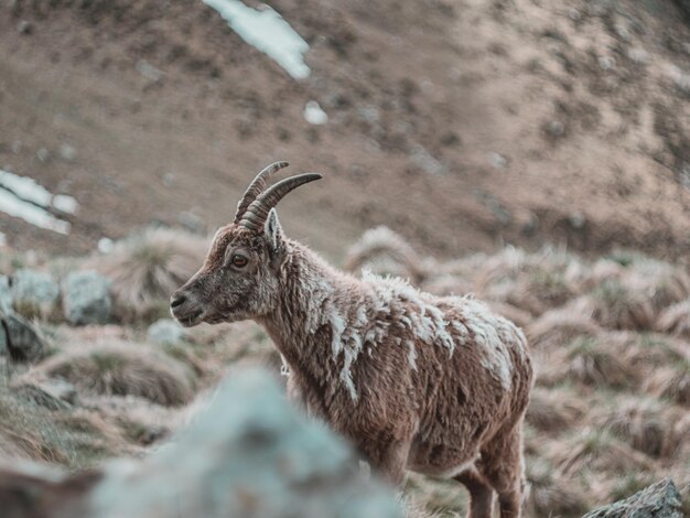 Ibex en un campo