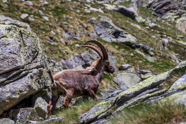 Ibex en el campo