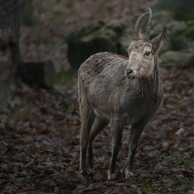 Ibex da Sibéria