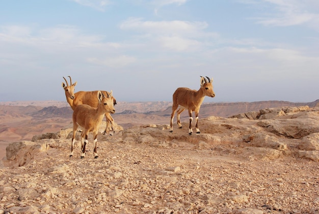 Ibex en el desierto de Negev en Mitzpe Ramon en el borde del cráter Machtesh Ramon, vida silvestre en Israel