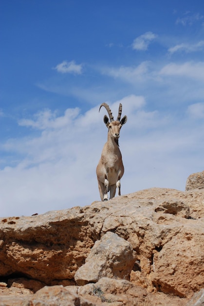 Ibex en el desierto de Negev en Mitzpe Ramon en el borde del cráter Machtesh Ramon, vida silvestre en Israel