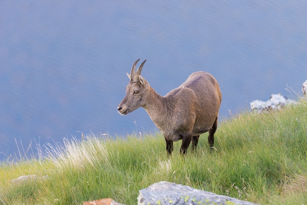 Ibex hembra encaramado en la roca en los Alpes franceses italianos.