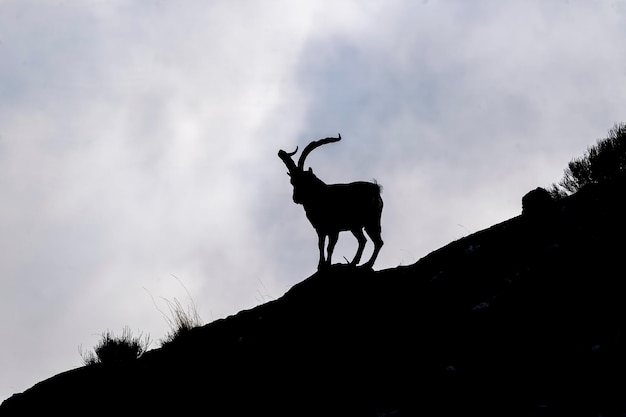 ibex ibérico (Capra pyrenaica victoriae) Ávila, Espanha