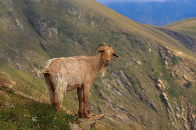 Ibex marrón salvaje en la montaña en la cima de una piedra