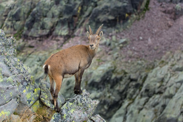 Ibex na rocha