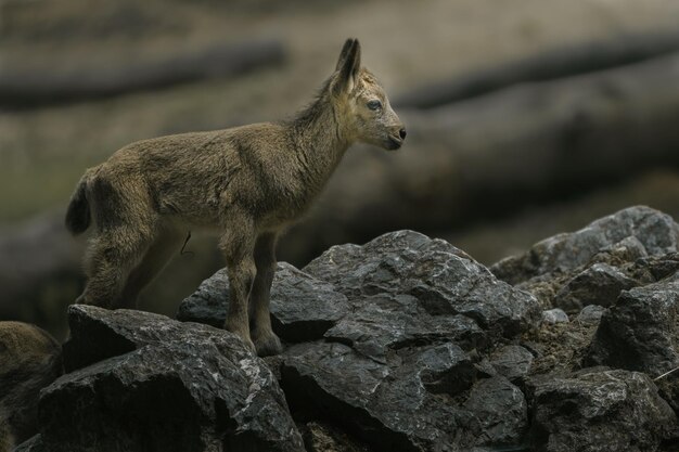 ibex siberiano