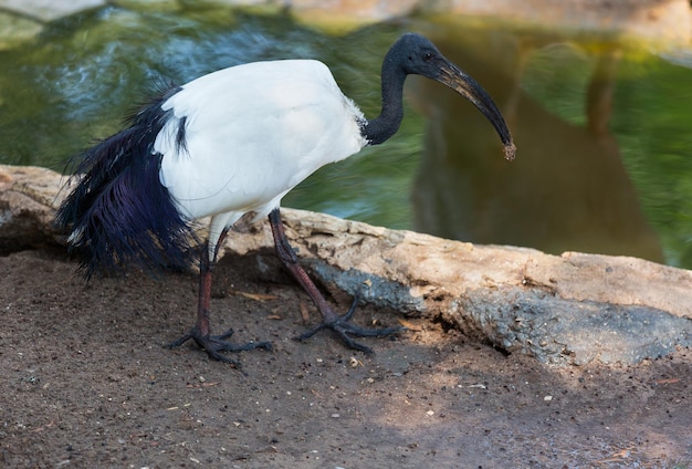 Ibis australiano en el perfil de pie junto al estanque con una planta