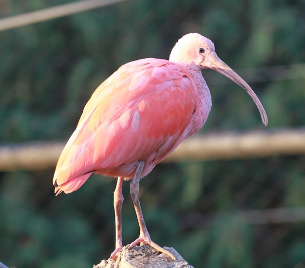 ibis bird en el zoo