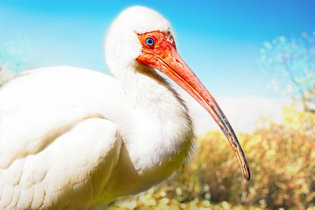 Ibis blanco americano en los Everglades