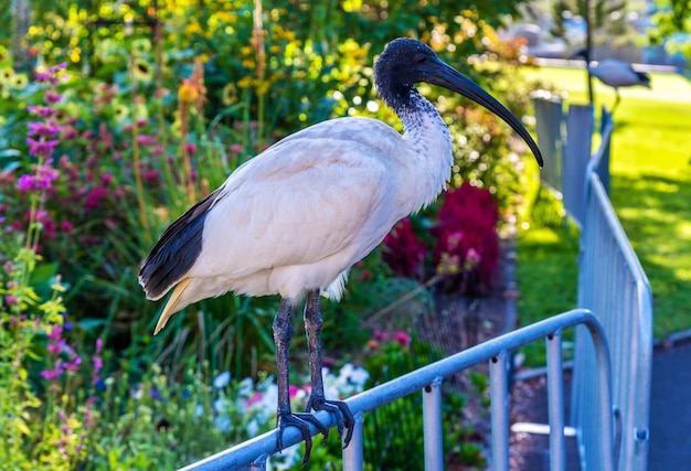 Foto ibis branco australiano threskiornis molucca no jardim botânico real de sydney, austrália