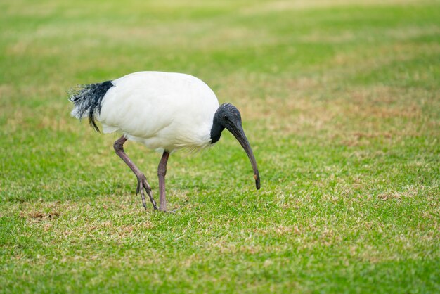 Ibis branco australiano