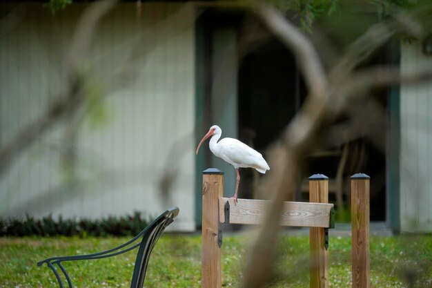 Ibis branco pássaro selvagem empoleirado na cerca do quintal na Flórida