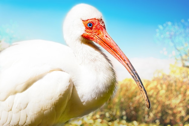 Ibis brancos americanos nos everglades