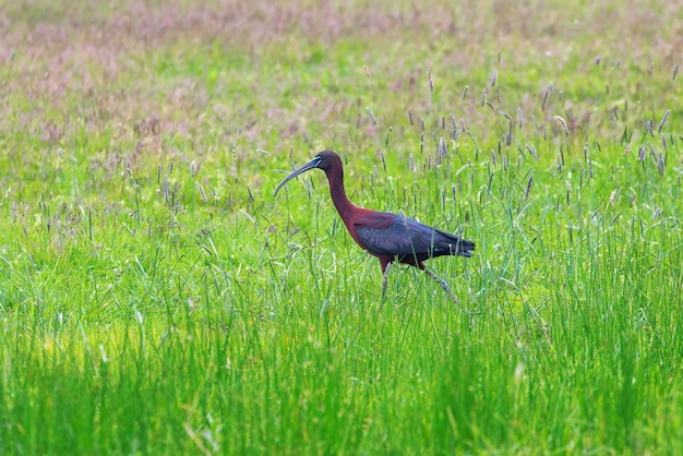 Ibis brilhante alimentando-se em pastagens pantanosas