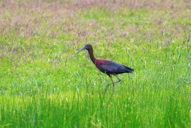 Ibis brilhante alimentando-se em pastagens pantanosas