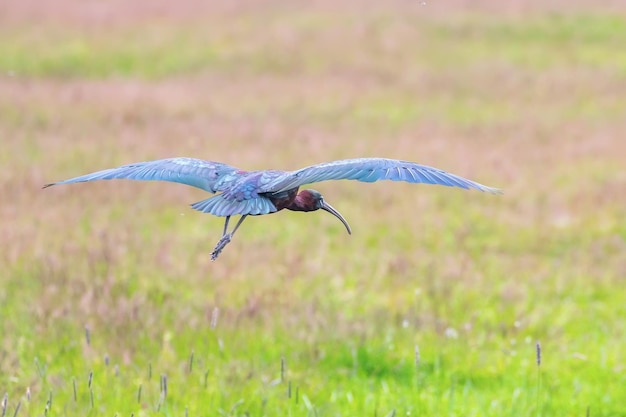 Ibis brilhante voando sobre pastagens pantanosas