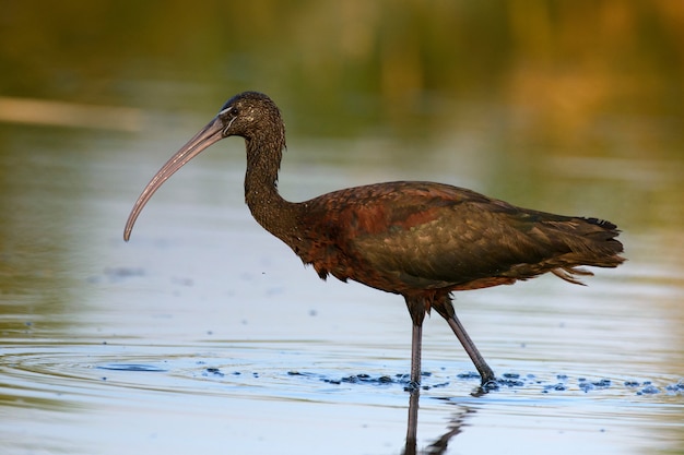 Ibis brilhante