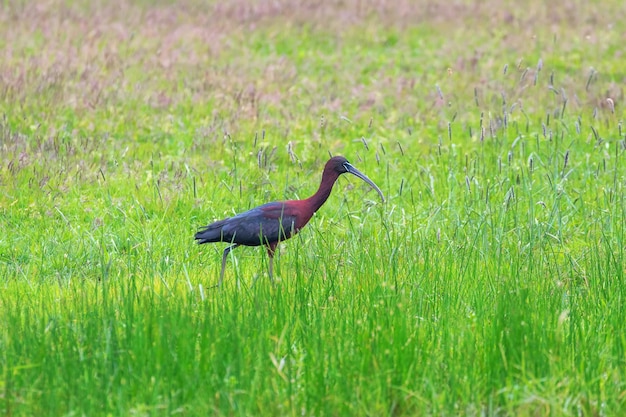 Ibis brillante alimentándose en pastizales pantanosos