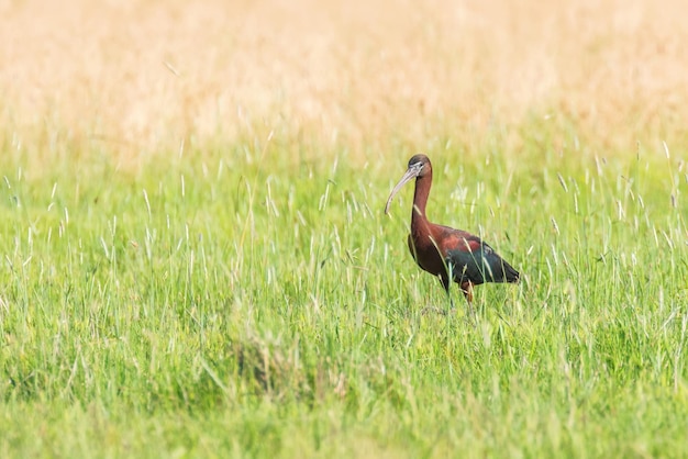 Ibis brillante (Plegadis falcinellus) Ave zancuda en hábitat natural