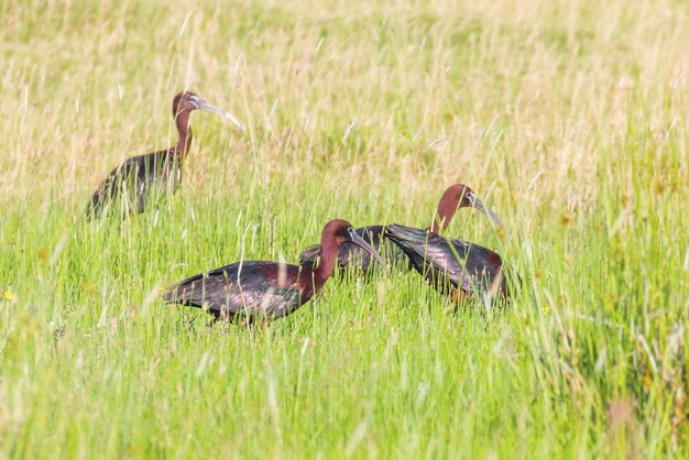 Ibis brillante (Plegadis falcinellus) Ave zancuda en hábitat natural