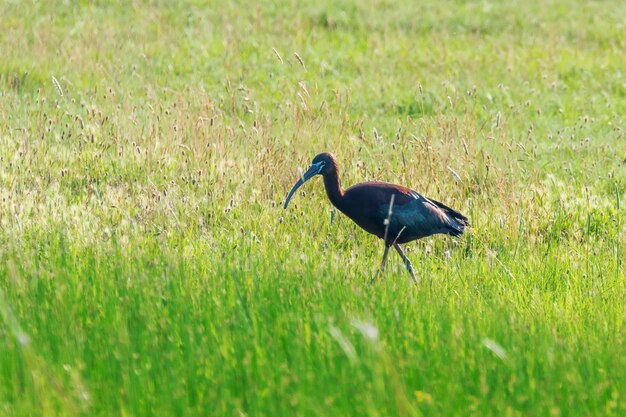 Ibis brillante (Plegadis falcinellus) Ave zancuda en hábitat natural