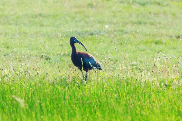 Ibis brillante (Plegadis falcinellus) Ave zancuda en hábitat natural