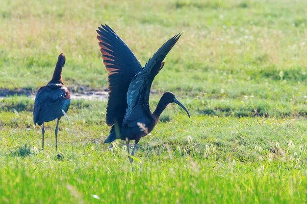 Ibis brillante (Plegadis falcinellus) Ave zancuda en hábitat natural