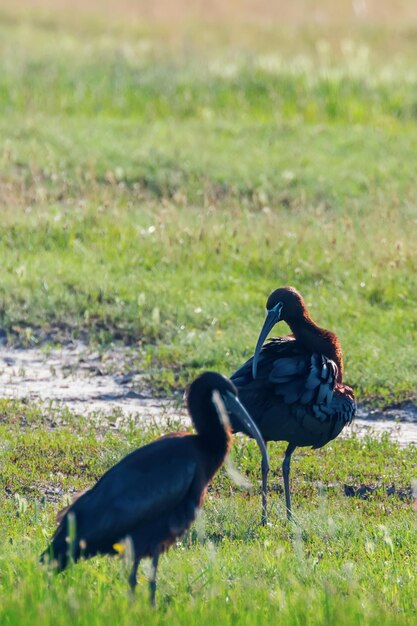 Ibis brillante (Plegadis falcinellus) Ave zancuda en hábitat natural