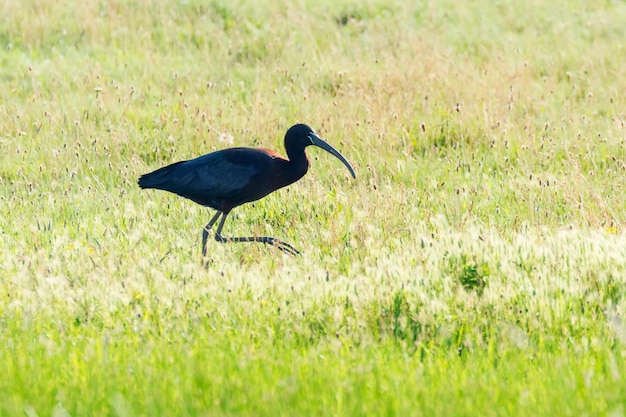 Ibis brillante (Plegadis falcinellus) Ave zancuda en hábitat natural