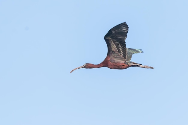 Ibis brillante en vuelo (Plegadis falcinellus)