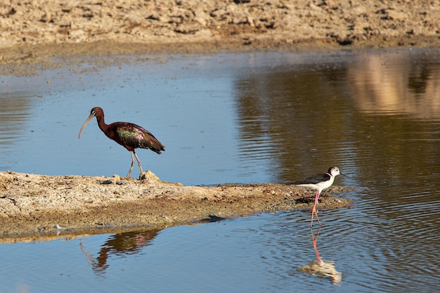 Ibis brillante y zancos de alas negras