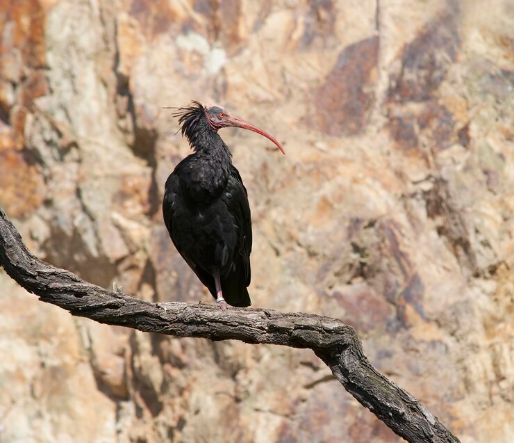 Foto ibis calvo - especie en peligro de extinción