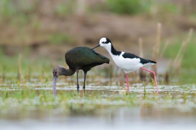 Ibis de cara blanca La Pampa Patagonia Argentina