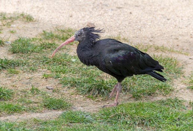 Foto ibis careca do norte