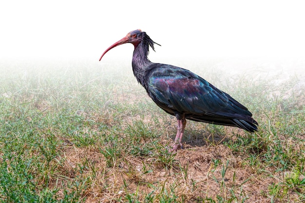 Ibis careca do norte