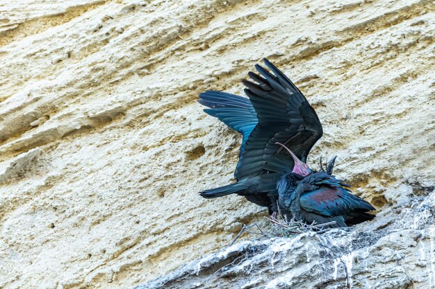 Foto ibis careca ou geronticus eremita pássaro pelecaniforme da família threskiornithidae